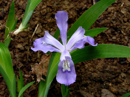 {Iris cristata}